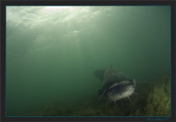 A huge wels catfish, crossing my path by Sven Tramaux 